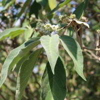 Solanum erianthum D.Don